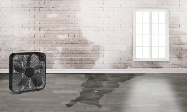 Best Professional water damage repair  in Azalea Park, FL